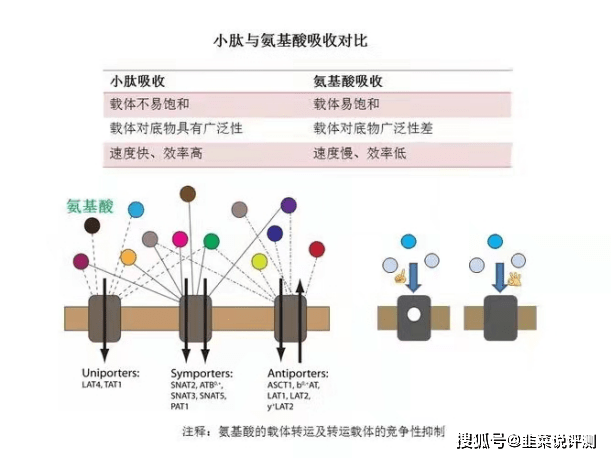 补充胶原蛋白肽分子量越小越好? 小分子量不稳定？