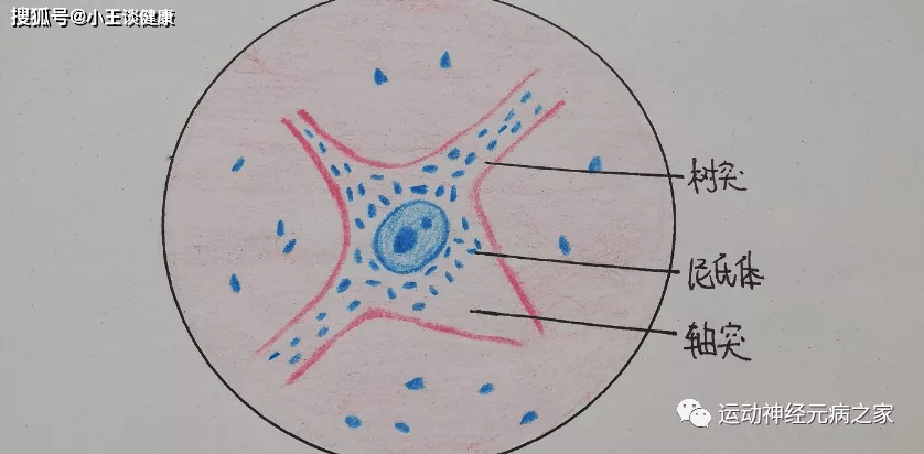 症状|运动神经元病治疗5