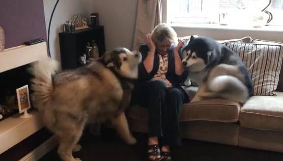 因为|阿拉斯加胖成球,缠着奶奶要零食吃,没有就赌气不理人,太现实了