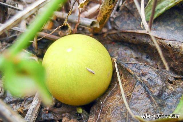 没成熟时候马泡瓜是绿色的,口感苦涩没香味.