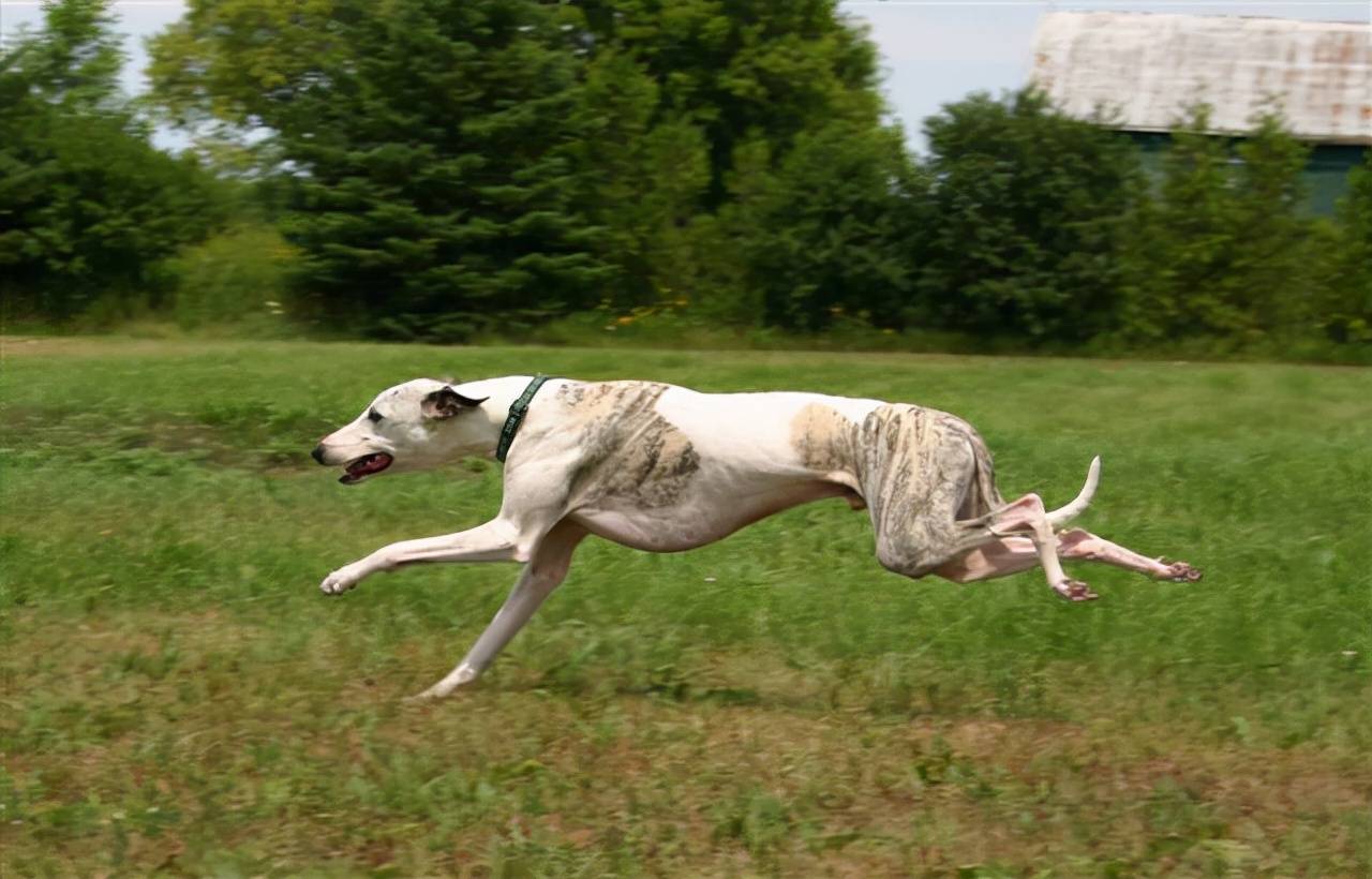 原创盘点地球上速度最快的10种狗,比车还要快,跑得过猎豹吗?