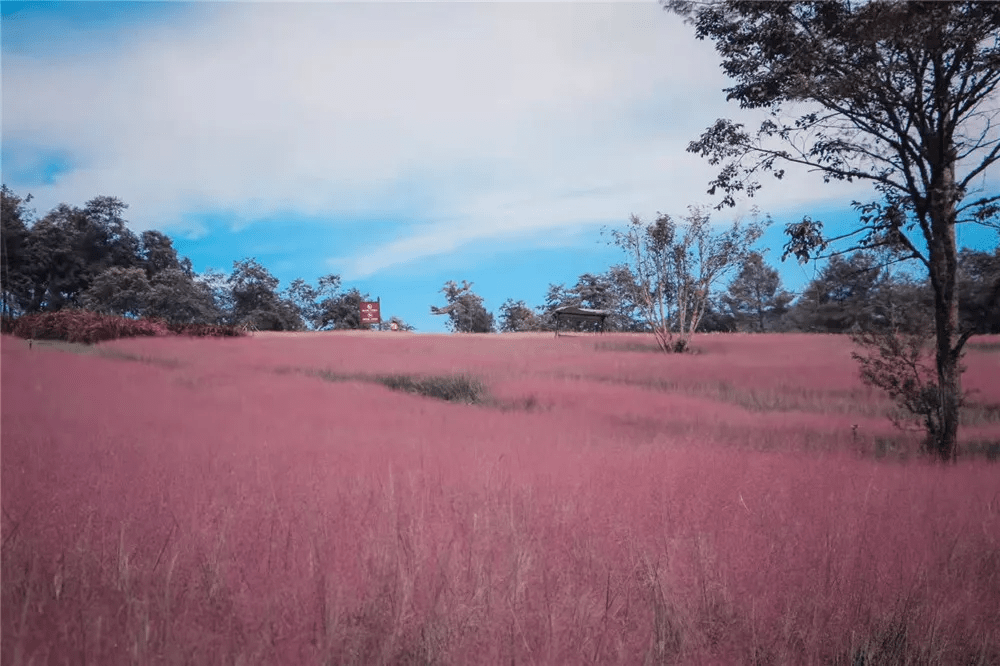 如雾|腾冲周边游丨北海蒲苇花开粉黛红