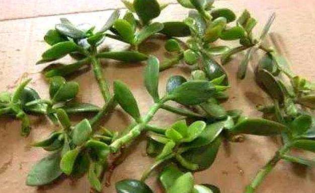 几月份扦插长寿花会爆盆 13d99ad3ff334166ac2cf2d97ad8b7ee.jpeg