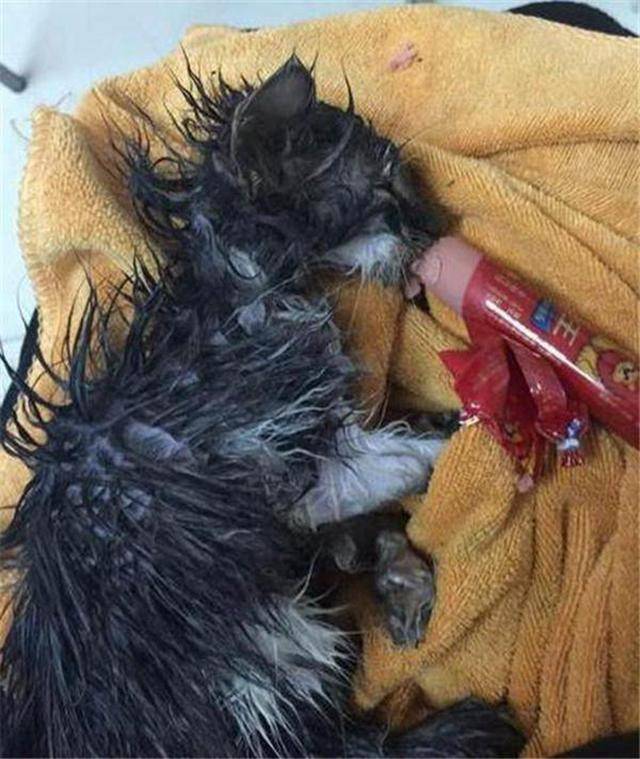 女子回家看见流浪小猫，靠近发现全身的胶水，画面让人揪心！_猫咪 