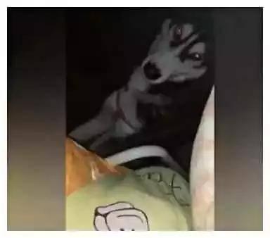 腿软|主人大半夜躲在被子里偷吃，打开被子一刻，主人吓得腿软！