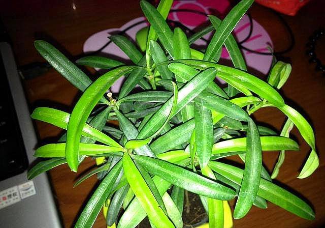 龟背竹怎么不发新芽 ac390d60a51c4699a7a265239e81d341.jpeg