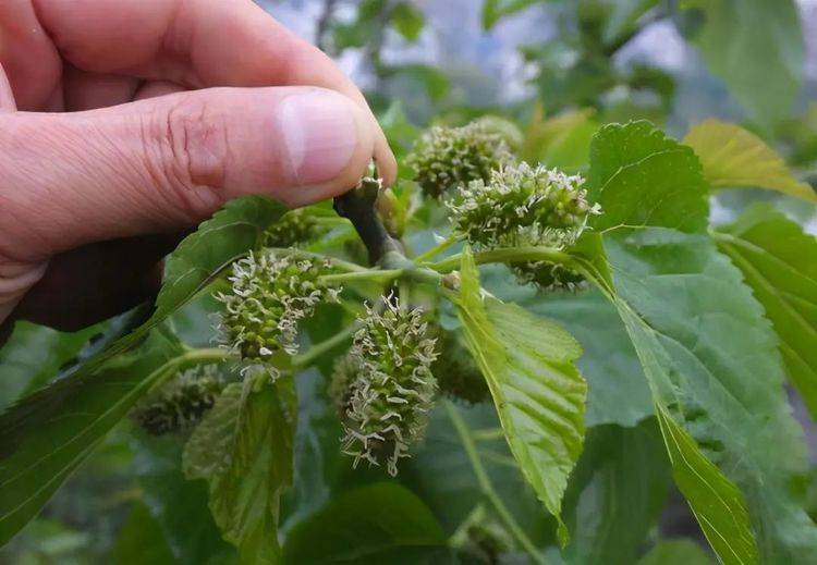 蒲谷|血糖高的人,想要稳定血糖值,记住六个字!