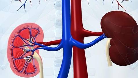 内脏|4种“高嘌呤”食物尽量少吃,可能会伤肾,增加尿毒症发生几率