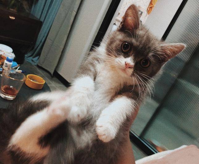 买猫时记住6个小窍门，避免踩雷，轻松买到心仪的猫_猫咪