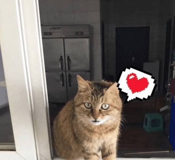橘猫去公安局避寒,局长撸了一把,竟走上“警花”道路 橘猫去公安局避寒,局长撸了一把,竟走上“警花”道路