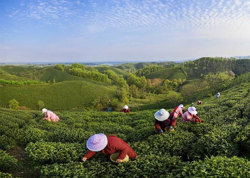 信阳浉河港茶山图片