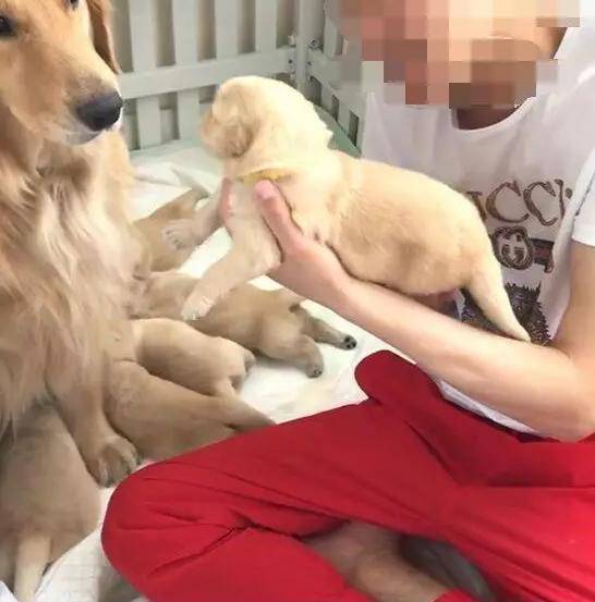 當哈士奇睡醒後身邊多出一群金毛仔兒，頓時驚住了 萌趣萌寵 第3张