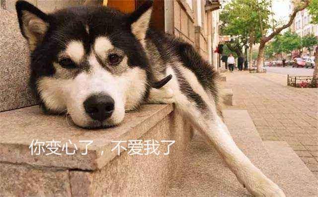 自從家裡多出一條狗，哈士奇就開始抑鬱了，得知真相後網友笑噴了 萌趣萌寵 第1张