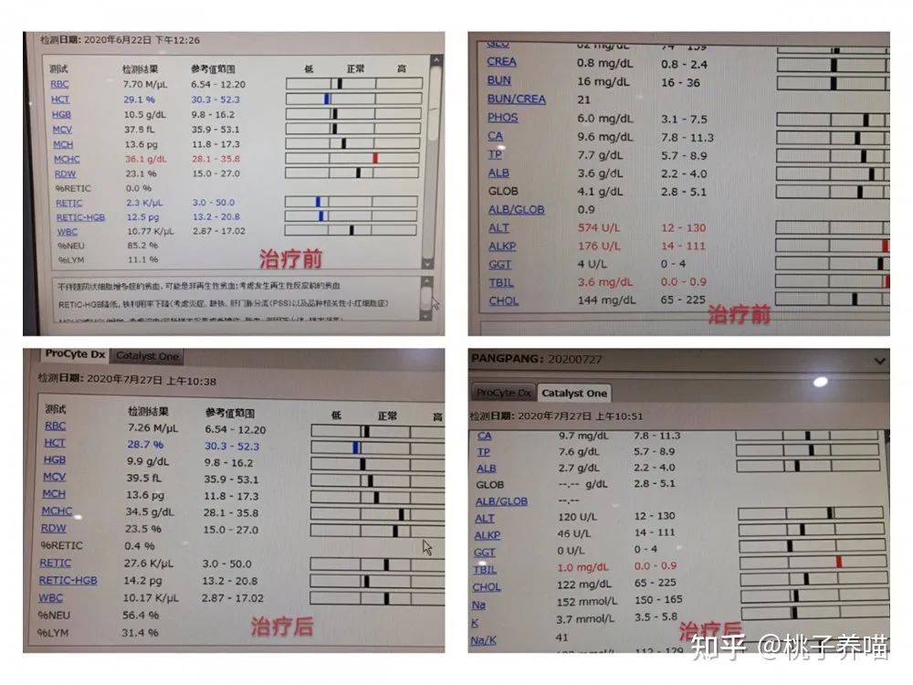 每一例猫脂肪肝都逃不过龙昌胆汁酸的制裁!_肝脏