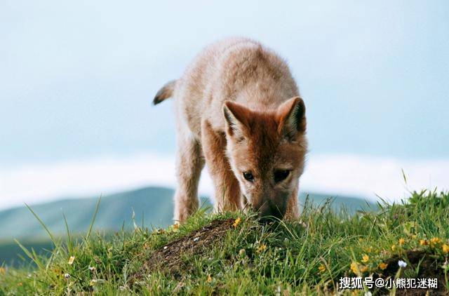 80后女孩与小狼情同母子,野外求生一年后,她驯狼成王含泪送走