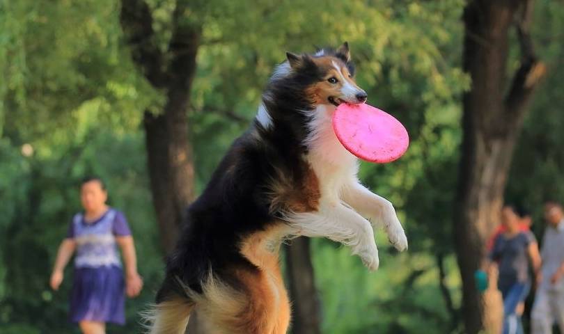 奖励想要训犬成功，主人必须做到这5点，少一点都不行！
