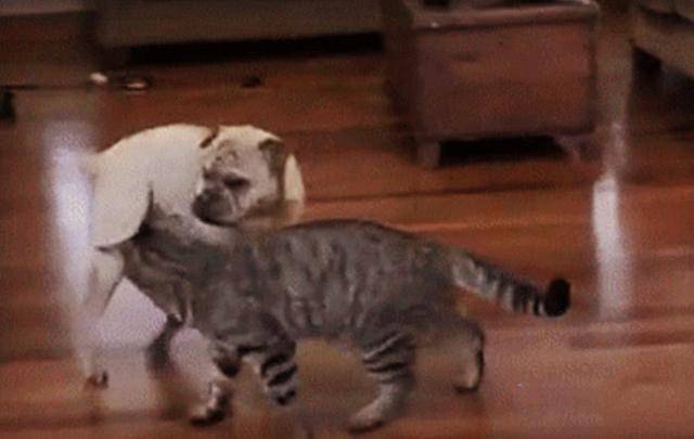猫咪最霸气的中华大狸猫，哪怕狗子组团来对战，猫爪子一挥就没然后了