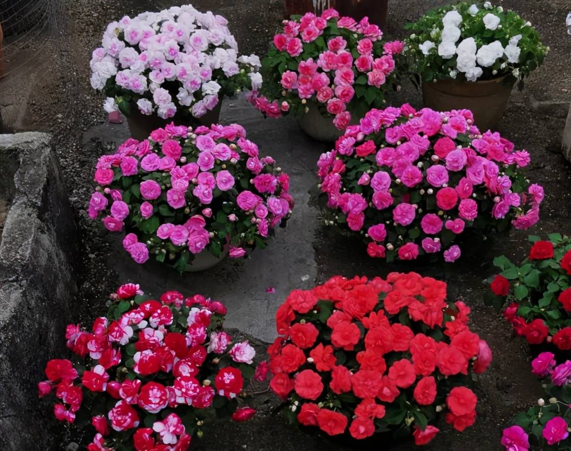 如何折凤仙花 1ccc6c6961cc423db908e2be94734e86.jpeg