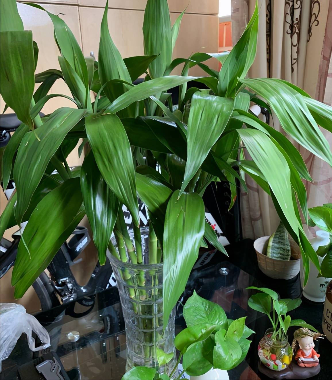 富贵竹几天生根啊 2065d51c3e444ea6b912b64383cefd6e.jpeg