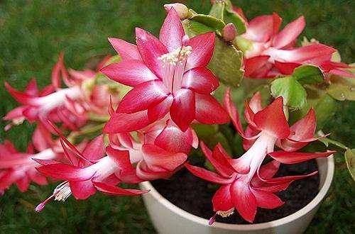 怎么养蟹爪兰长得快叶厚 6434f924202b437bbc746df7a9d78594.jpeg