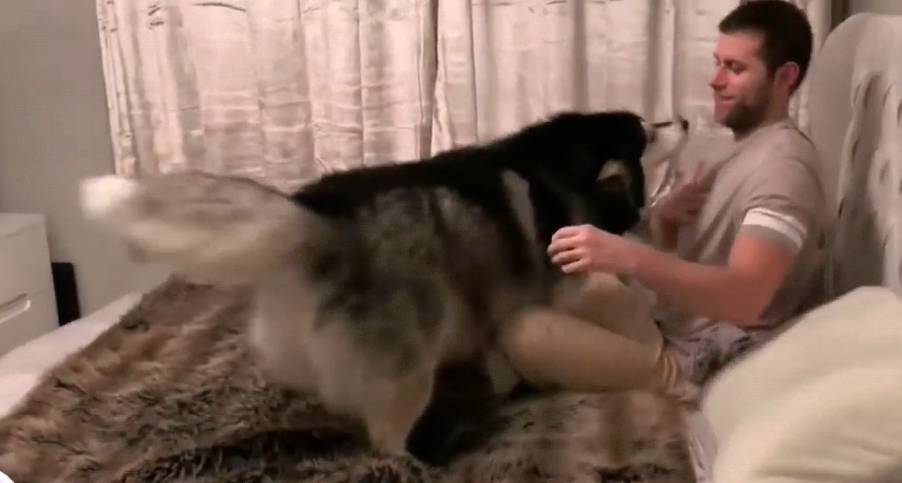 区说|主人出差回家，阿拉发现没带零食转身就跑，变脸也太快了吧