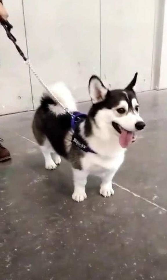 宠物柯基被二哈强上,三个月后生下一只独子,主人看了差点笑翻在地!