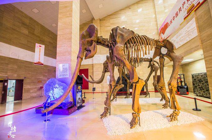 宁夏地质博物馆，藏有众多亿万年前的化石，是亲子研学游的好去处