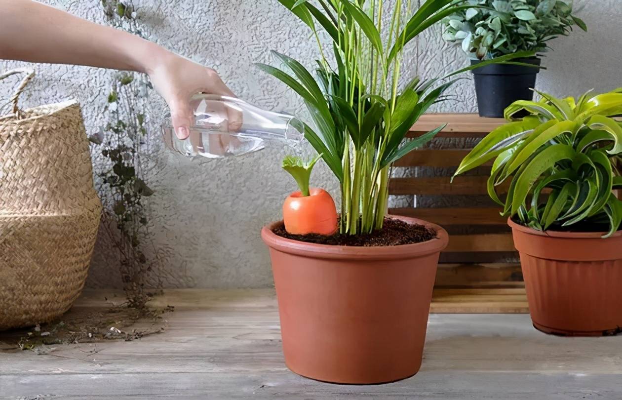 盆栽花卉怎么养好根 9057ad07bffd4116a524c03002b4fc34.jpeg