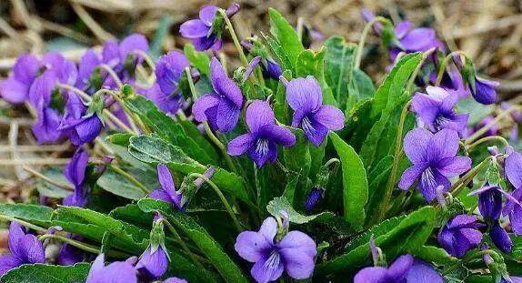 紫花地丁 见过吗 3大妙方 清热解毒 消肿止痛 治好3大病症 人体 全网搜 紫花地丁 见过吗 3大妙方 清热解毒 消肿止痛 治好3大病症 人体 全网搜