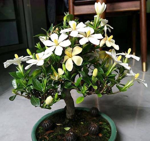 如何修剪栀子花枝 0c598b21824149bbb700474c9038bb92.jpeg