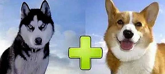 漂亮盘点和二哈结合生下的小狗崽,其中最美的三种,网友:不愧是二哈