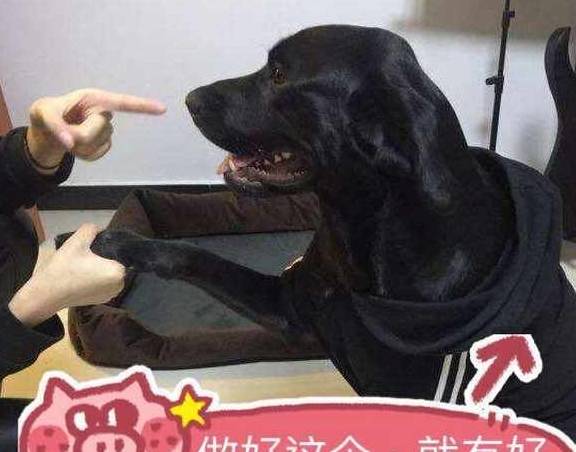 黑色|为什么都说养黑狗好,这5个好处不是人人都能体会到的!