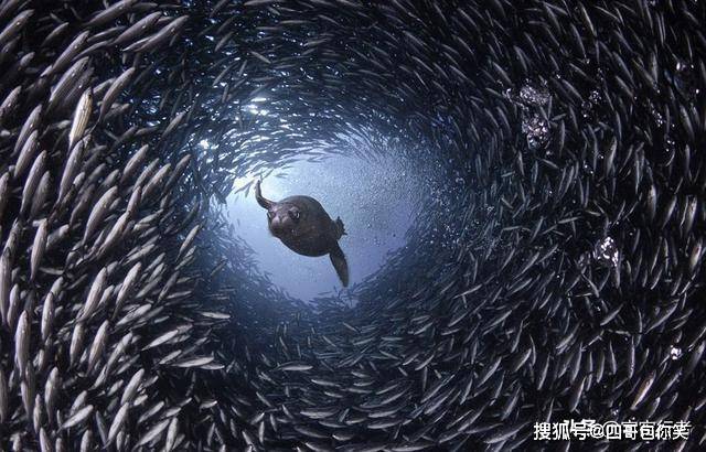 梦拾千鳞，梦见捞鱼成堆，是吉兆还是心绪的暗涌？