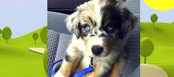 漂亮盘点和二哈结合生下的小狗崽,其中最美的三种,网友:不愧是二哈