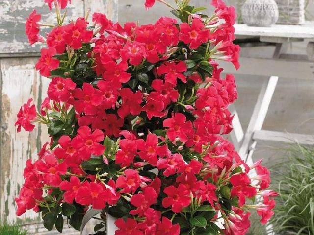 什么病最怕红花 fb1d0b53634b433ca31d81c165319e24.jpeg