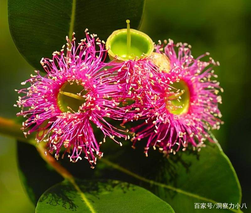 这 三种花 都是 喜水 大户 遇水易疯长 从三月绽放到十一月 土壤 新闻时间