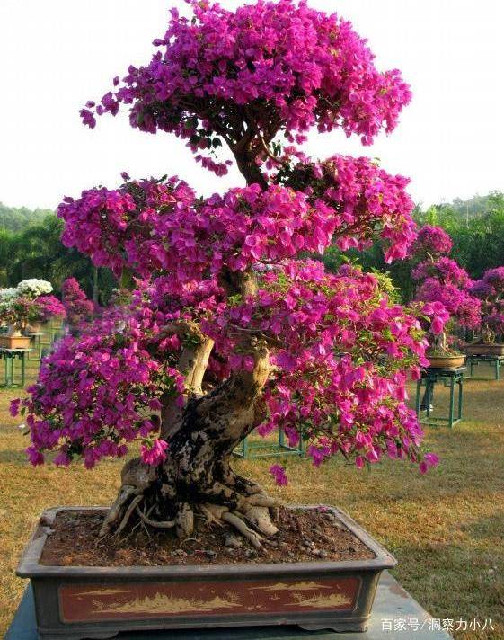 精品三角梅老桩四季开花 3e0b786cca894dfd9494bf75f67fc3e7.jpeg