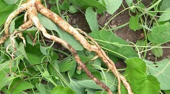 中草药图片及名称 43d29ee8618e496a8125f385f49ec82f.jpeg