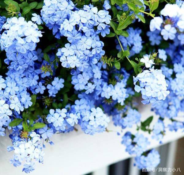 10月养蓝雪花有 三怕 避开不黄叶 猛蹿笋冒新芽 花开小半年 修剪 新闻时间