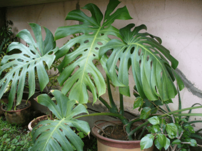 龟背竹怎么养得粗 b9cc1aeec57d4b46be4fb296ae46e9b1.png