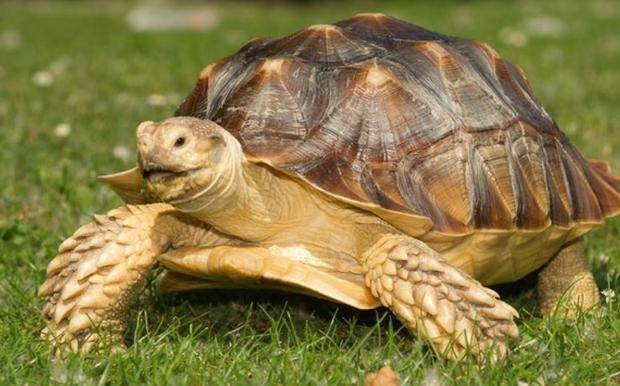 乌龟为什么要冬眠 f2e64b4b06bb49aabda454655b161b76.jpeg