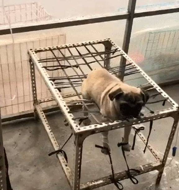 老弟狗子拆家被主人连床带狗扔了出来，狗狗：来啦老弟，一起拆啊！