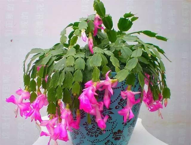 盆栽花卉怎么养好根 016e047e0e2b438eb31d76abe6144147.jpeg