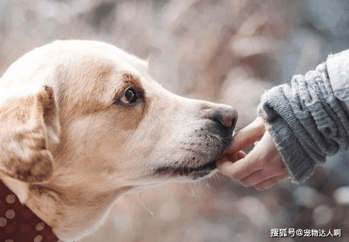 什么是舔狗式的爱 605e8683e85347c496358e1ed7ea1cce.png