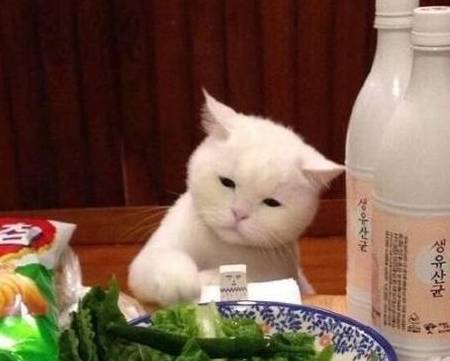 因为|别再给猫咪吃这些食物，它真的会生病，别让爱变成伤害！