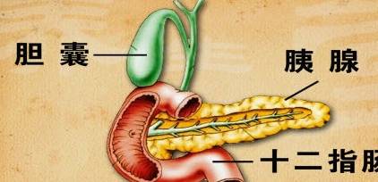 胰液|胰腺在人体的什么位置呢，它都有哪几部分组成？