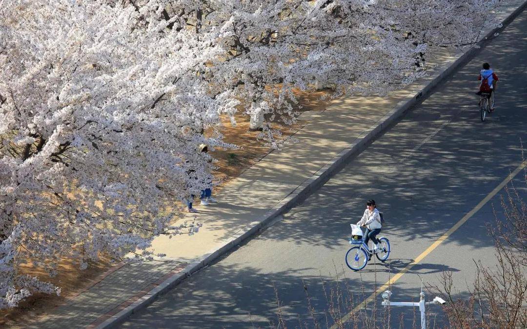 盘点中国最美的大学！衔山含湖、面朝大海、樱花烂漫、异国情调(图32)