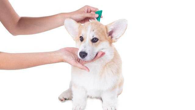 顿无养柯基犬，千万不要对它做这几件事，不利于它的健康！