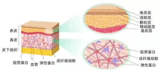 人体吃胶原蛋白的都是傻白甜吗？请看数据说话吧