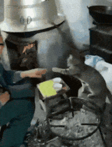 搞笑gif：你就別忙活了，我是穿了安全褲的 搞笑整蠱 第3张